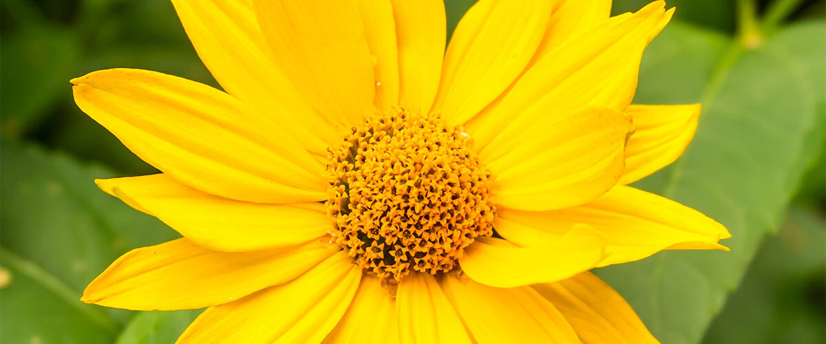 Les Bienfaits de l'arnica à Toulon