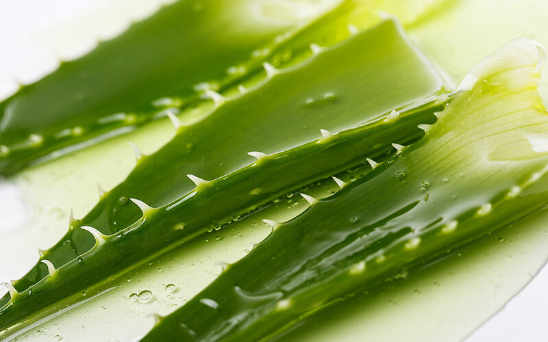 Aloe Vera les bienfaits à Toulon