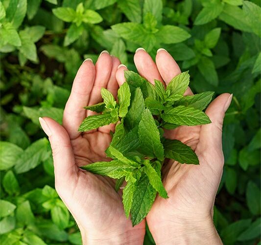 Découvrez les utilisations du menthol