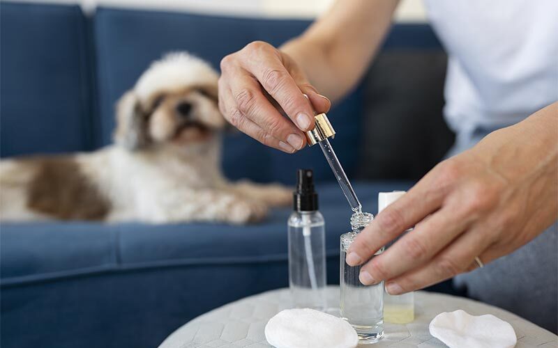 Aromathérapie pour les animaux de compagnie à Toulon dans le Var